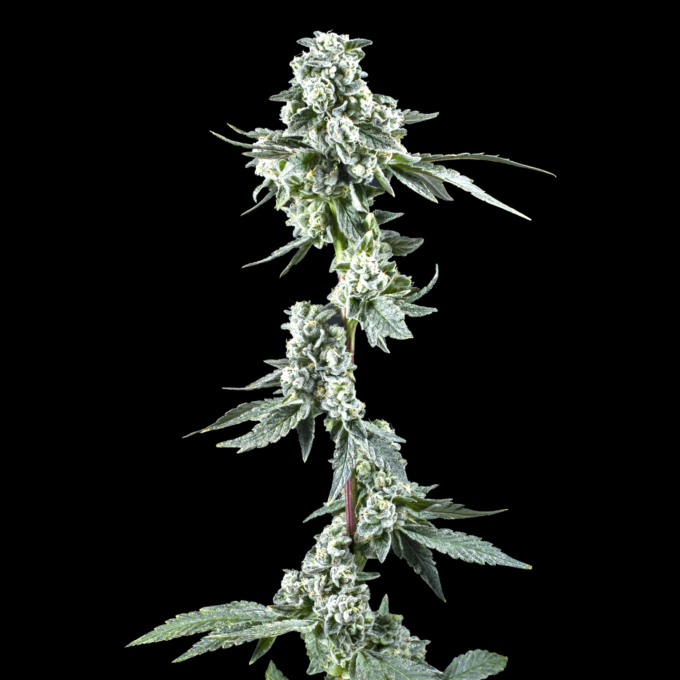 Calavera Candy