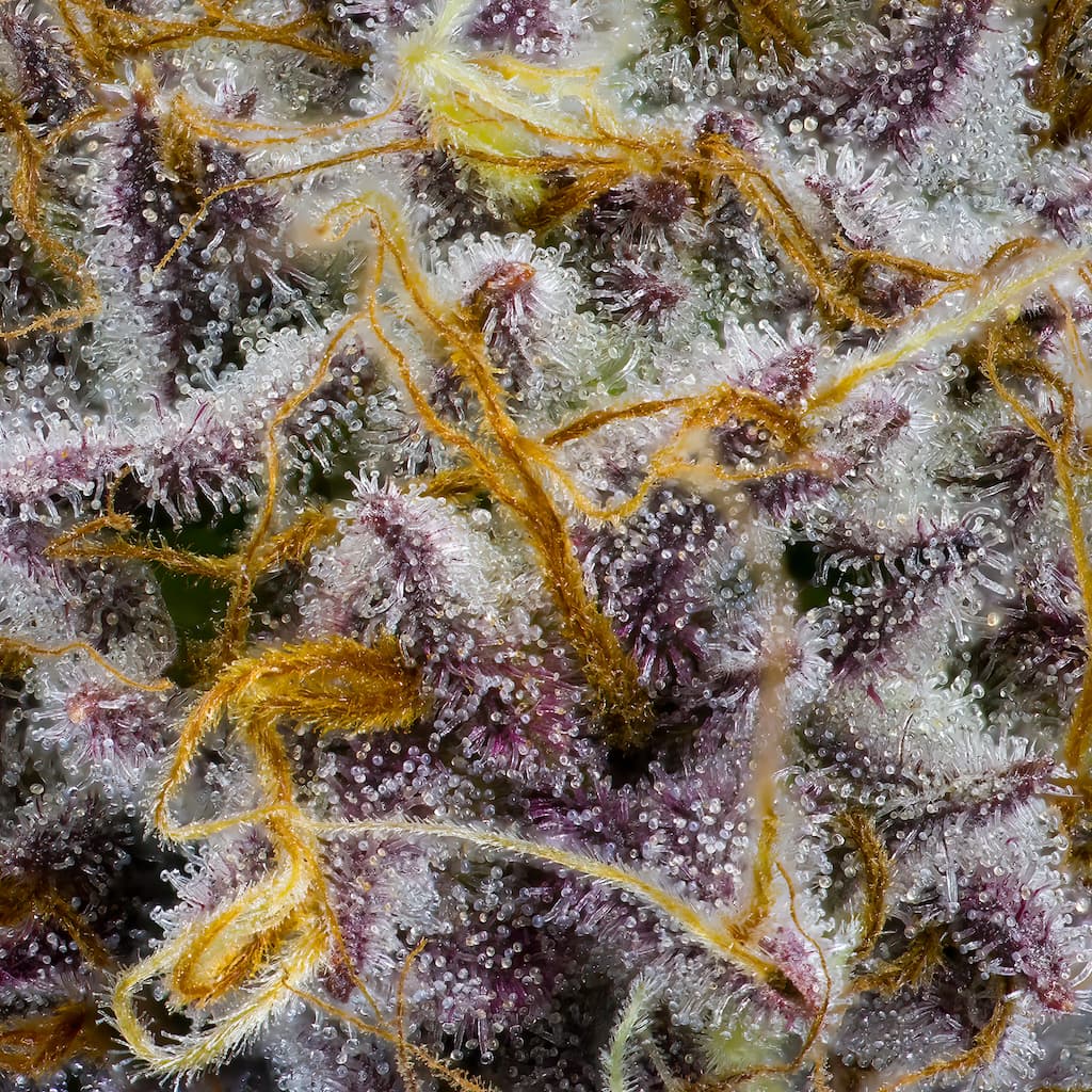 Pink Monet [.5g]