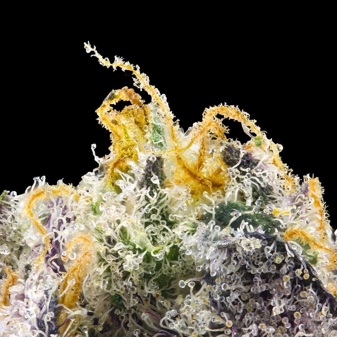 Golden Applez [.5g]